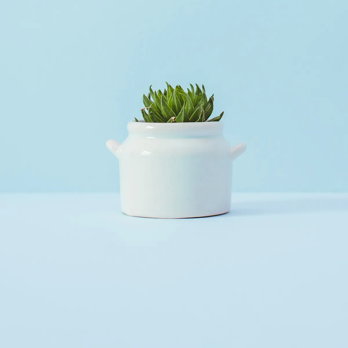 preview plant large